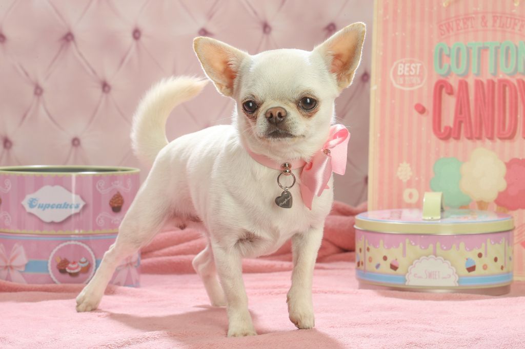 Rosie jolie Des graines de stars
