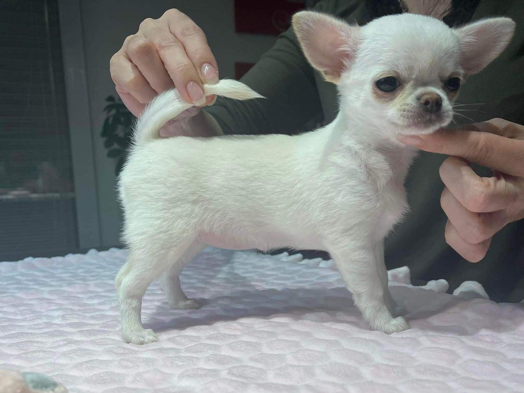 Des Trésors Du Roi Soleil - Plus de chiot disponible !